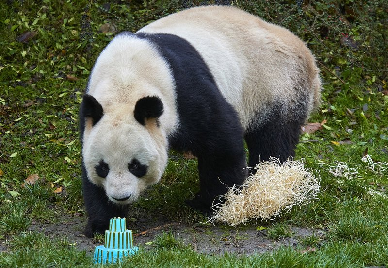 France - golden panda login